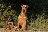 AIREDALE TERRIER 040